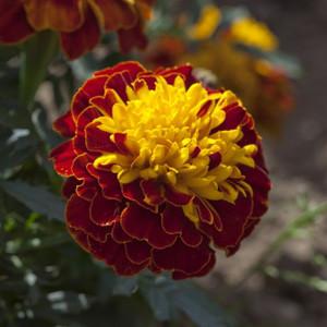 Marigold Cresta Spry 