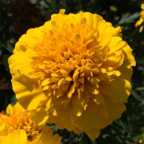 Marigold Super Hero Deep Yellow 