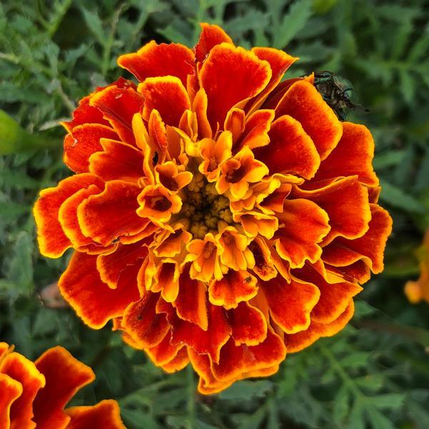 Marigold Super Hero Orange Flame 