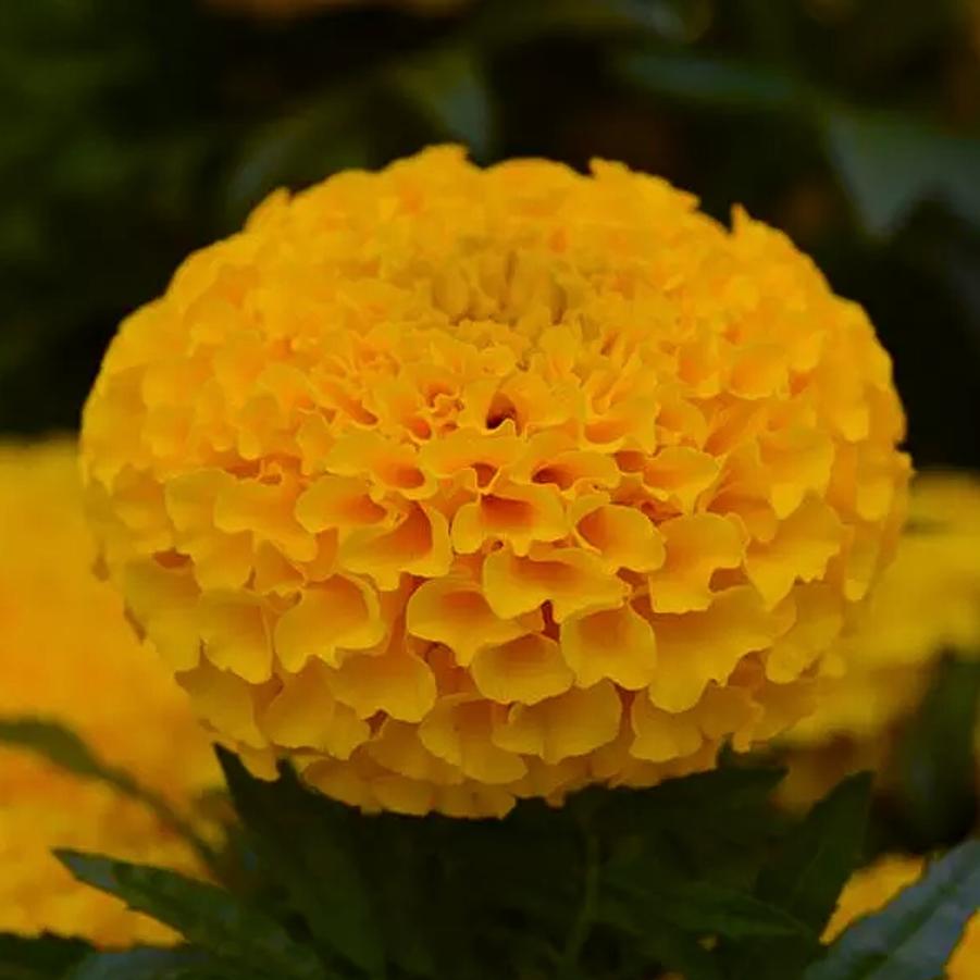 Marigold Taishan Gold 