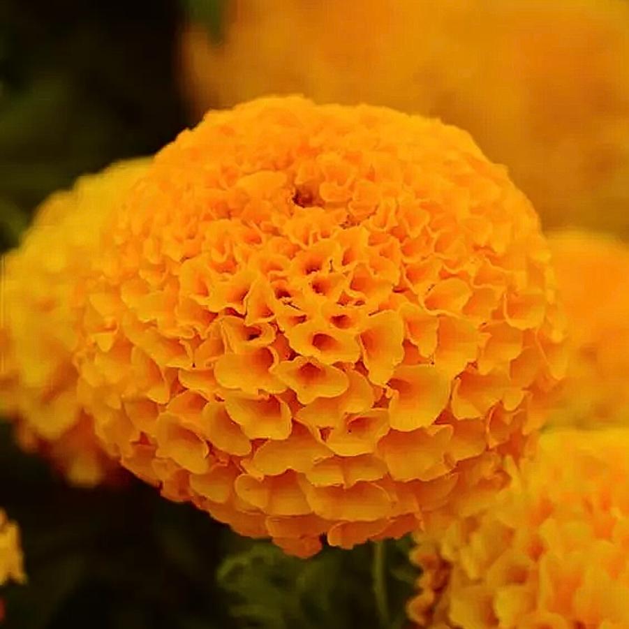 Marigold Taishan Orange 