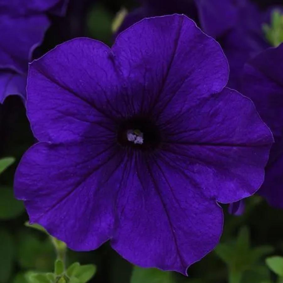 Petunia E3 Easy Wave Blue 