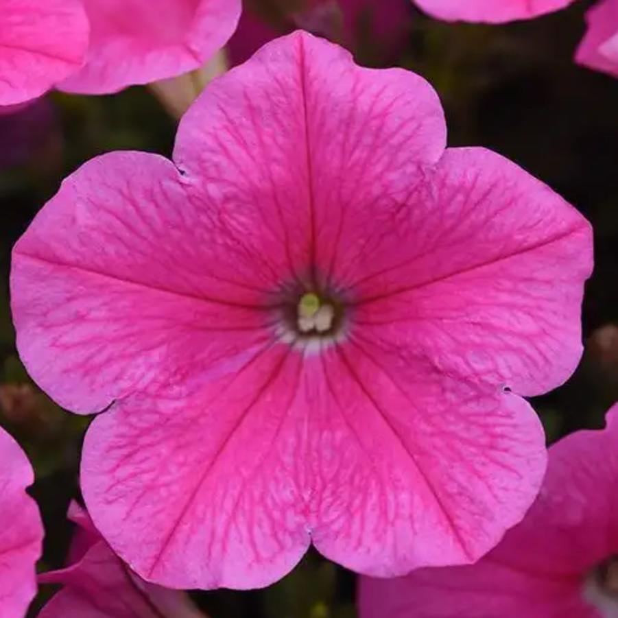 Petunia E3 Easy Wave Pink Cosmo 