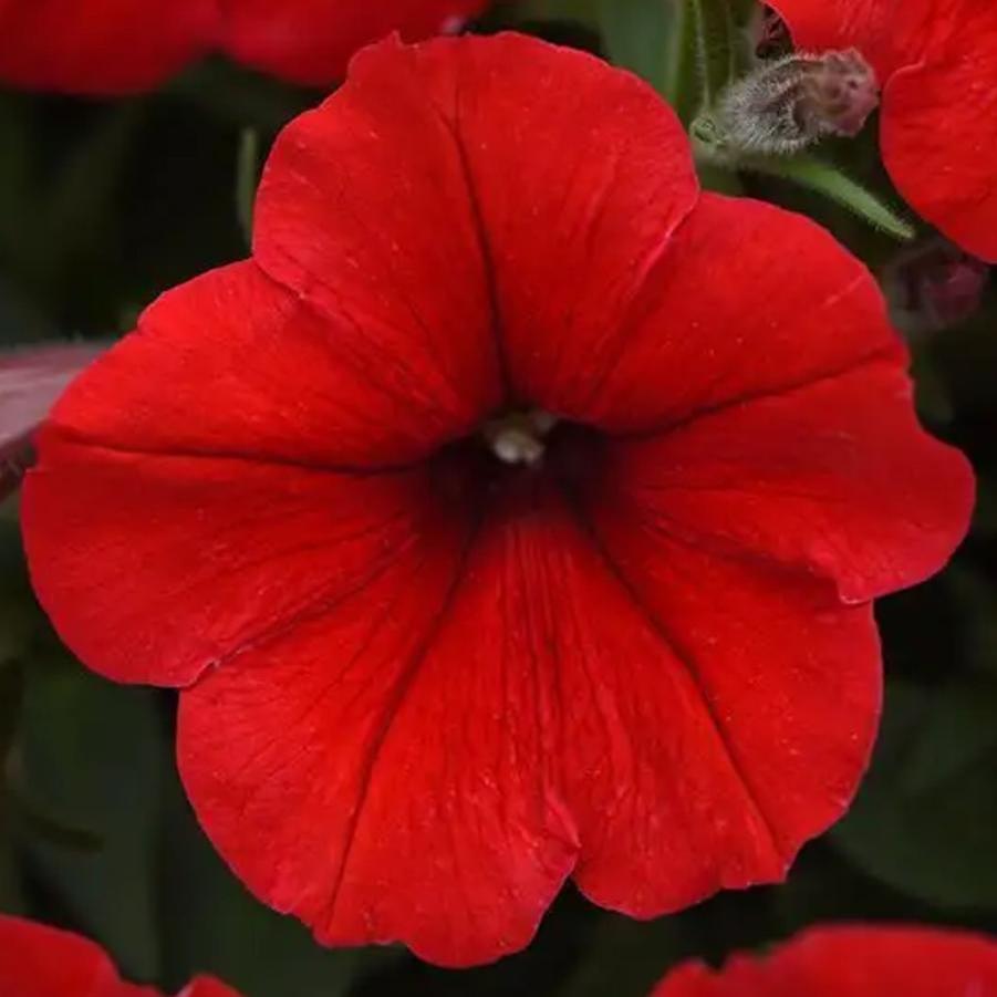 Petunia E3 Easy Wave Red 