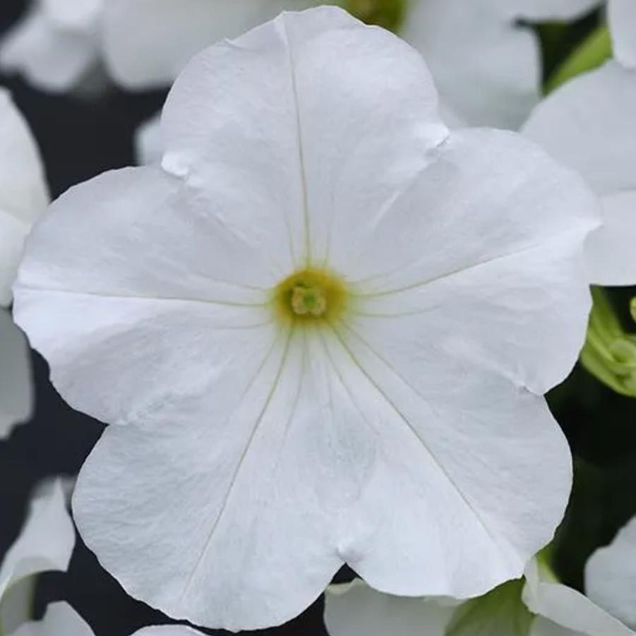 Petunia E3 Easy Wave White 