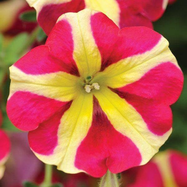 Petunia Amore Queen of Hearts 