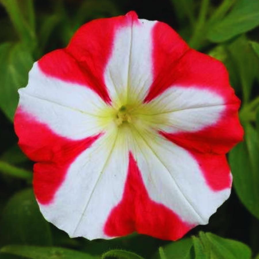 Petunia Amore King of Hearts 