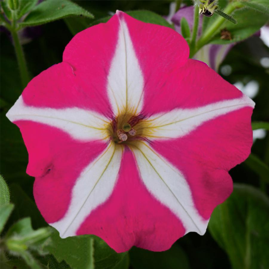 Petunia Amore Pink of Hearts 