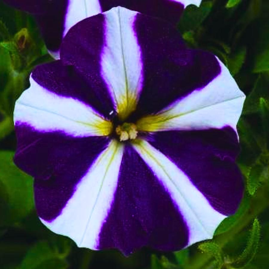 Petunia Amore Purple 