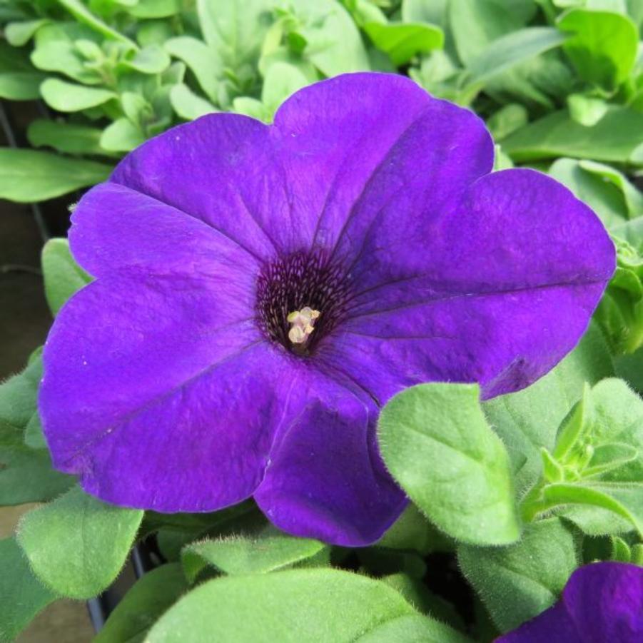 Petunia EZ Rider Blue 