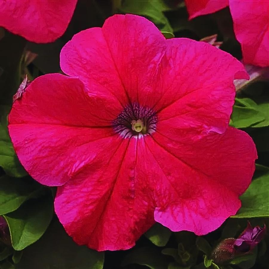 Petunia EZ Rider Rose 