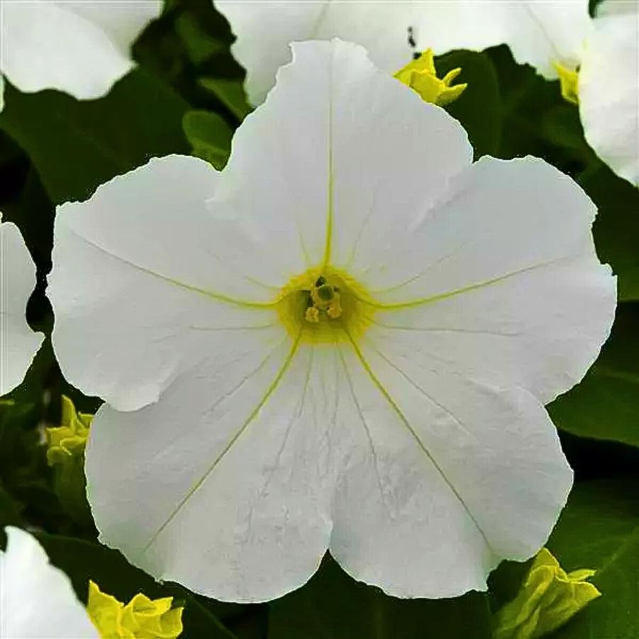 Petunia EZ Rider White 