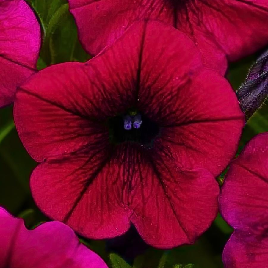 Petunia Shock Wave Deep Purple 