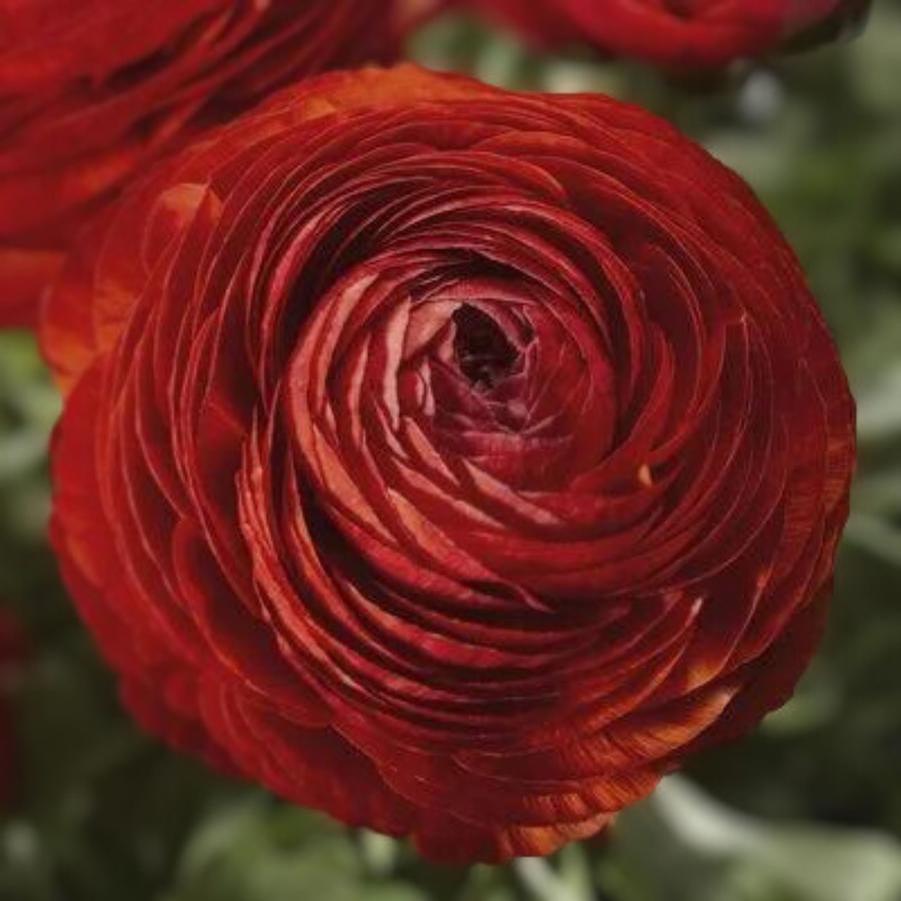 Ranunculus Maché Red 