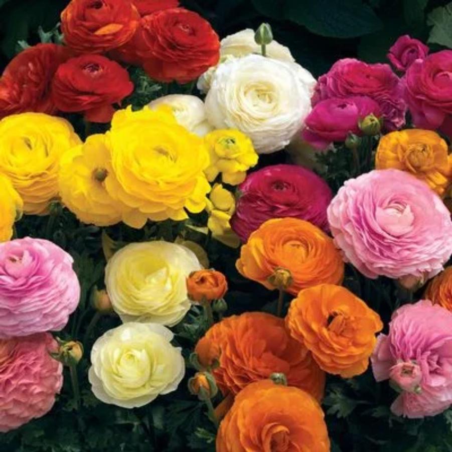 Ranunculus Maché Mix 