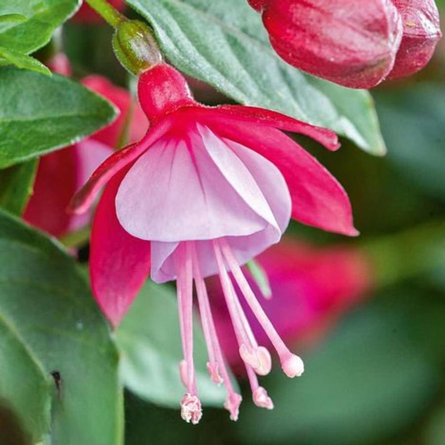 Fuchsia Fuchsita Candy 