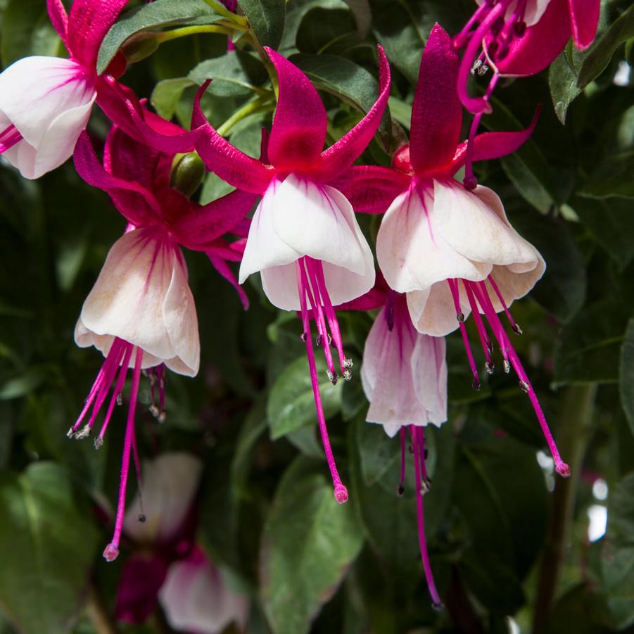 Fuchsia Wind Chimes Rose and Purple 