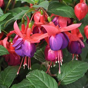 Fuchsia Fuchsita Red and Blue 