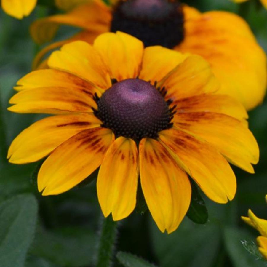 Rudbeckia Toto Gold 