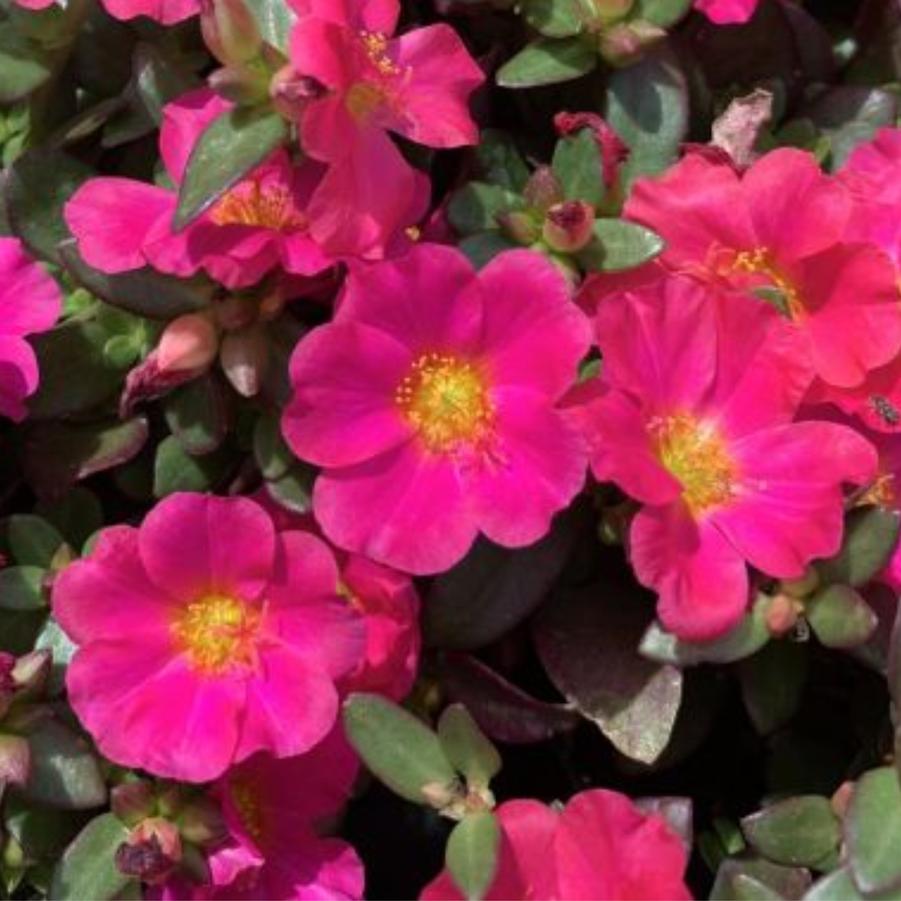 Portulaca Pazazz Nano Fuchsia 