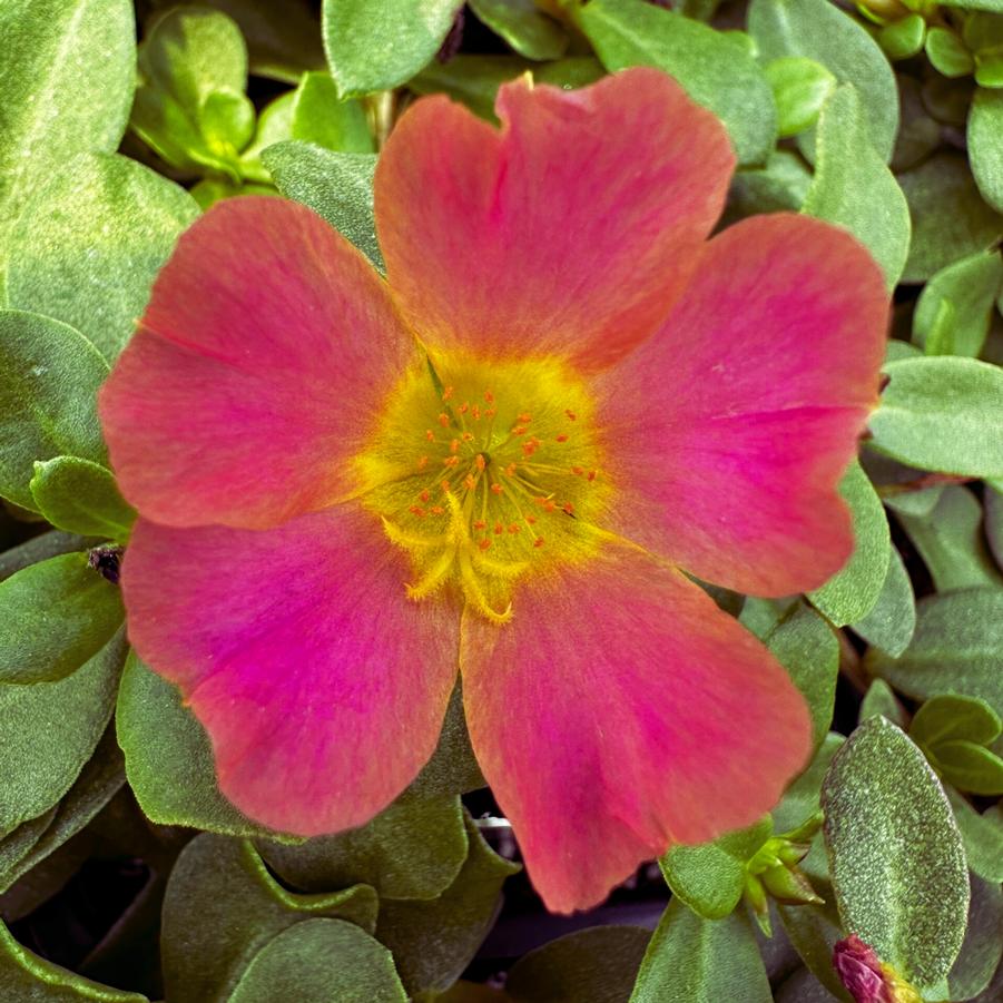 Portulaca Pazazz Nano Hot Pink 