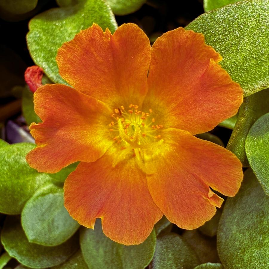 Portulaca Pazazz Nano Orange 