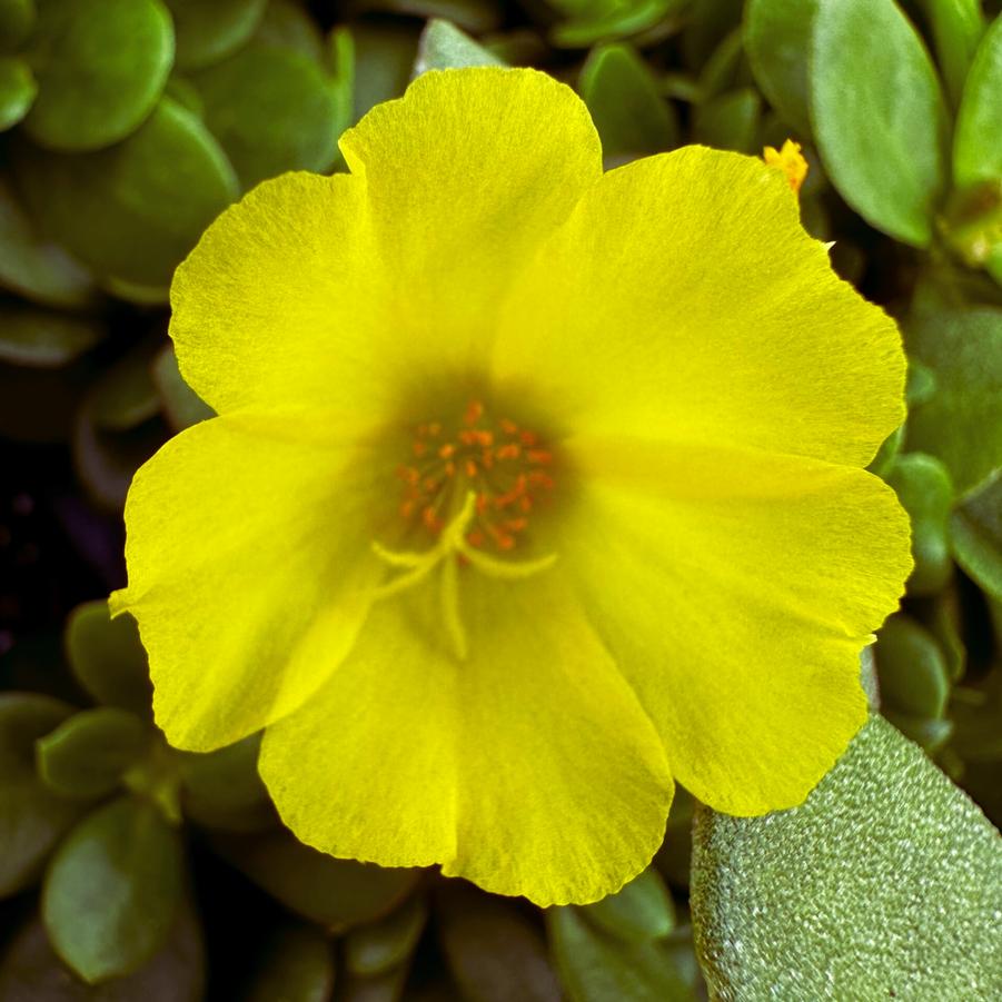 Portulaca Pazazz Nano Yellow 