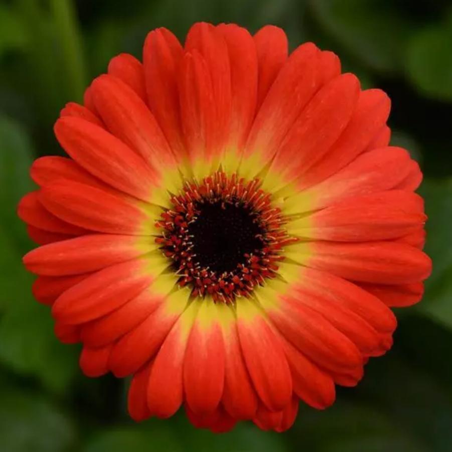 Gerbera Daisy ColorBloom Bicolor Orange Yellow 