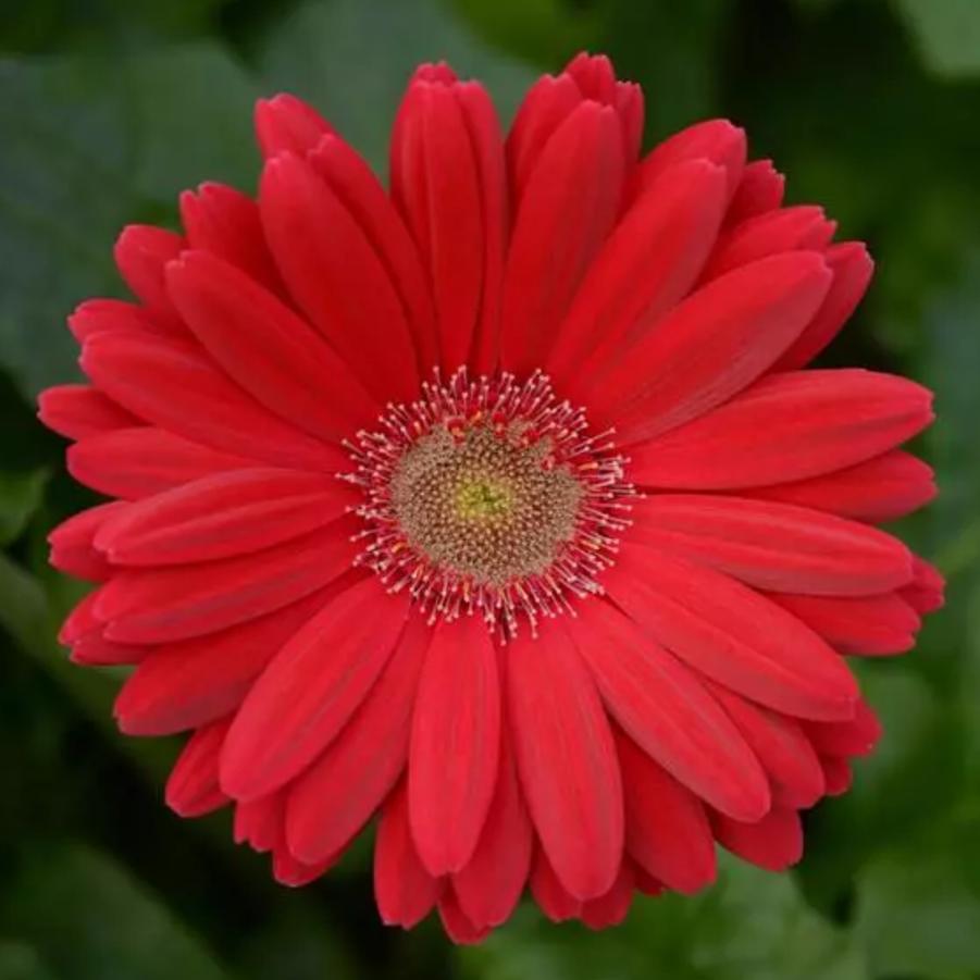 Gerbera Daisy ColorBloom Deep Rose Light Eye 