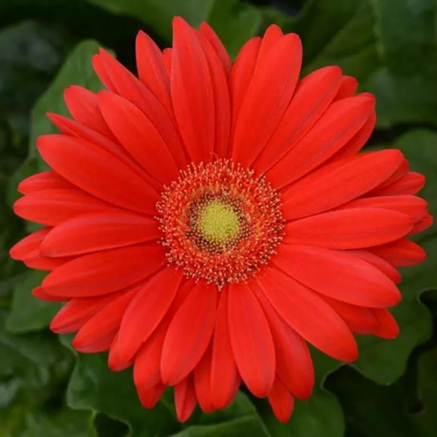 Gerbera Daisy ColorBloom Red Light Eye 