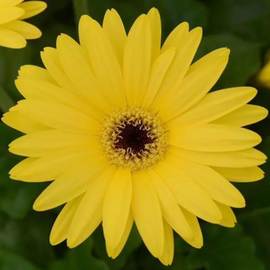 Gerbera Daisy ColorBloom Yellow Dark Eye 