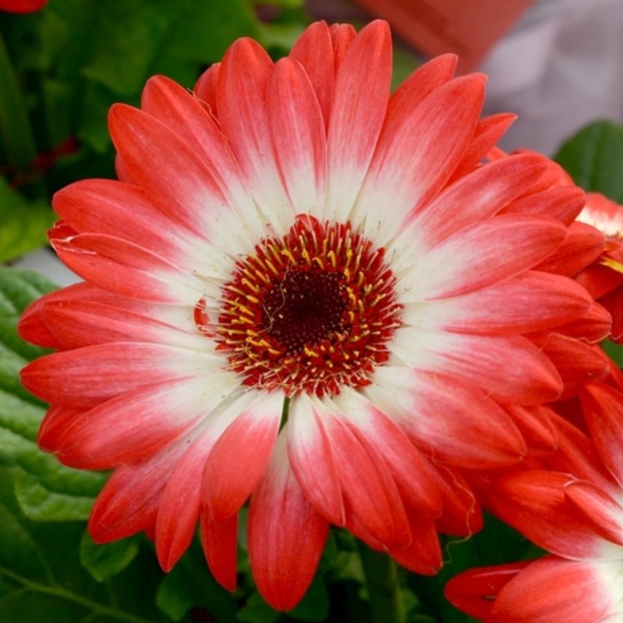 Gerbera Daisy Midi Eyecatcher Red 