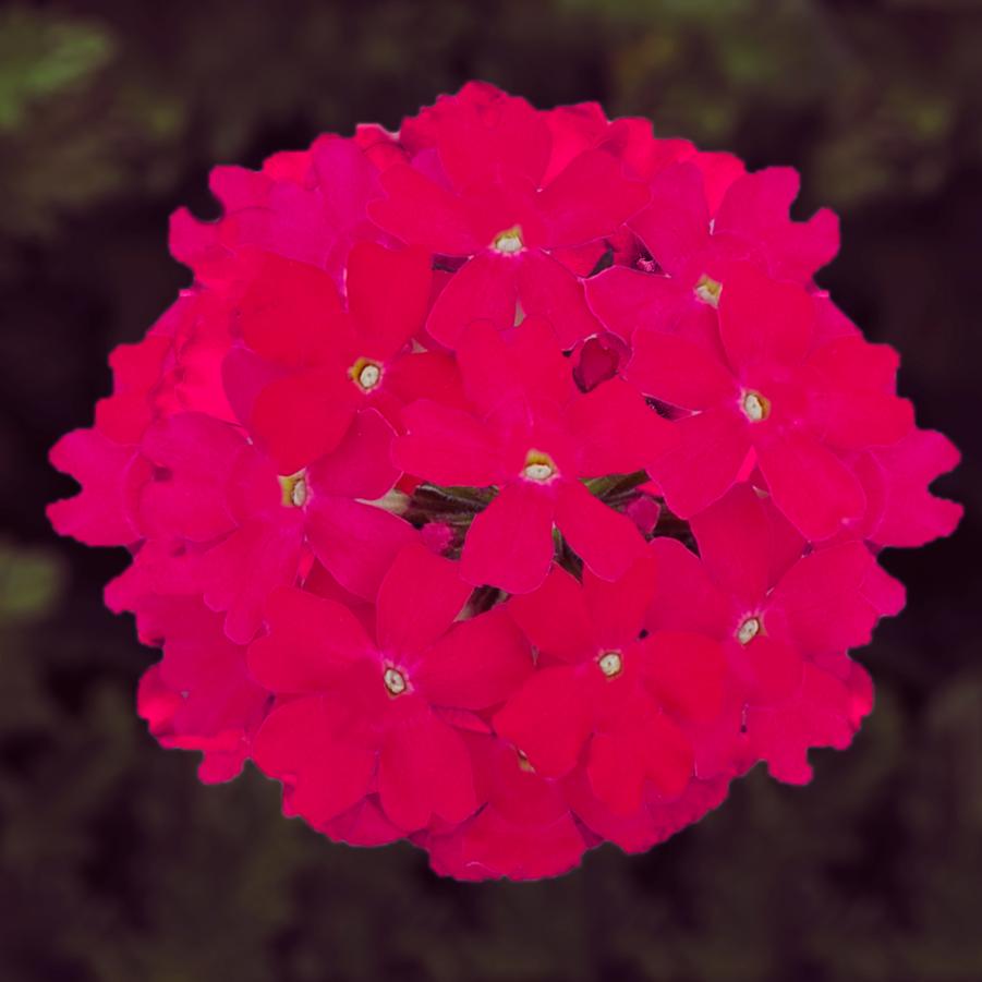 Verbena Vanessa Compact Neon Pink 