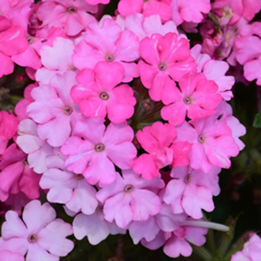 Verbena Empress Sun Cherry 