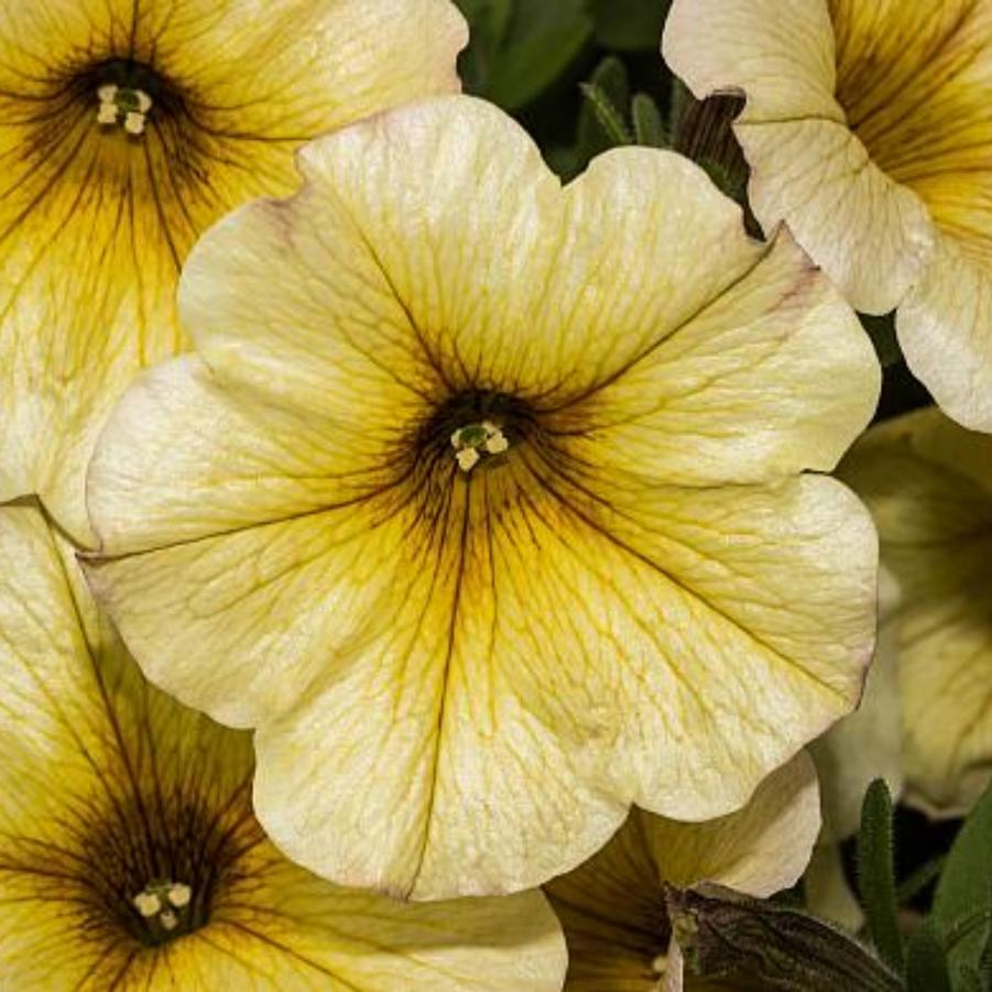 Petchoa SuperCal Light Yellow 