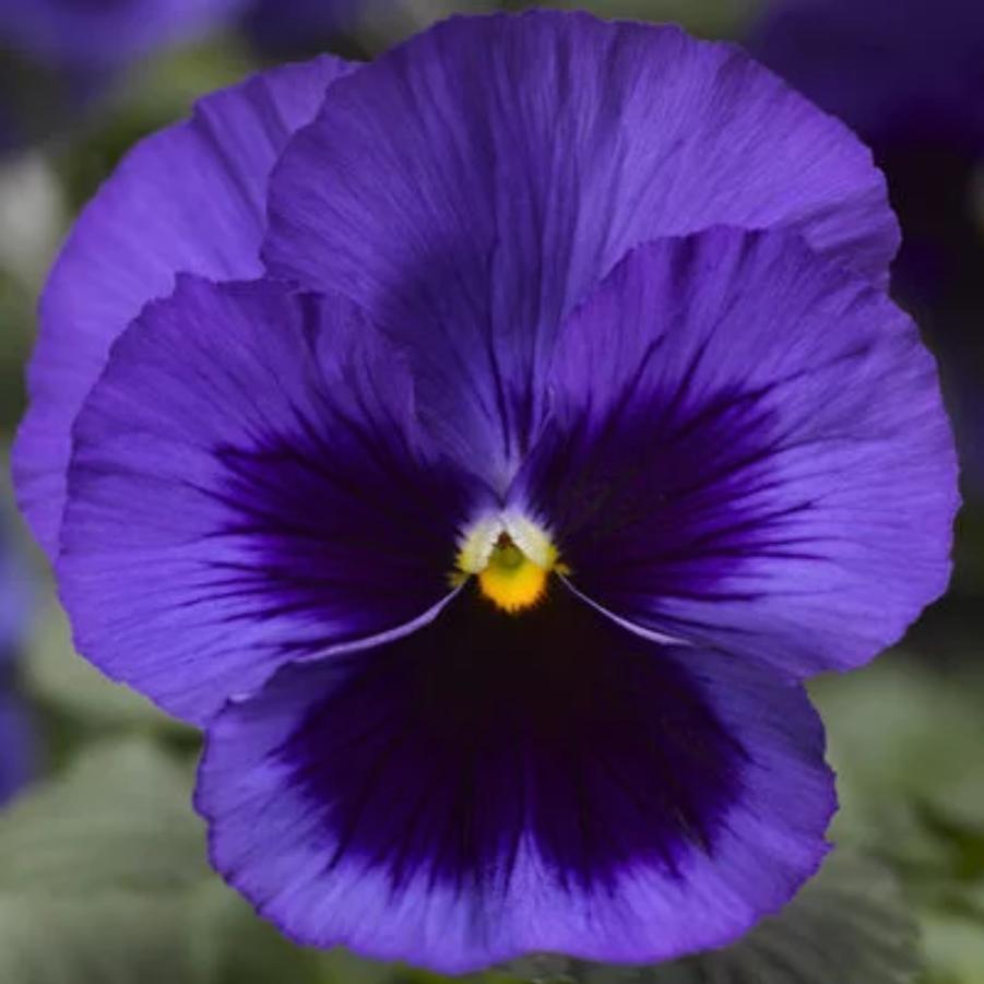 Pansy Delta Pro Blue Blotch 