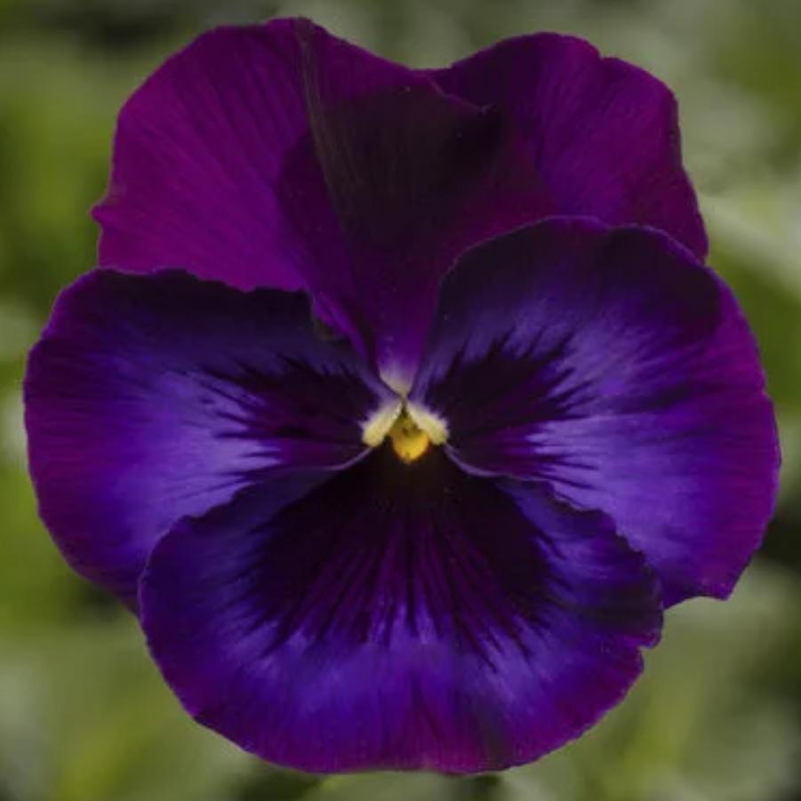 Pansy Delta Pro Neon Violet 