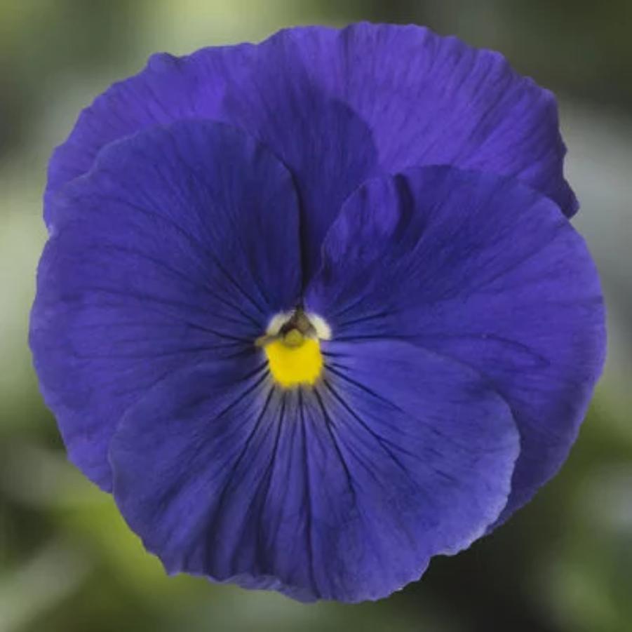 Pansy Delta Pro True Blue 