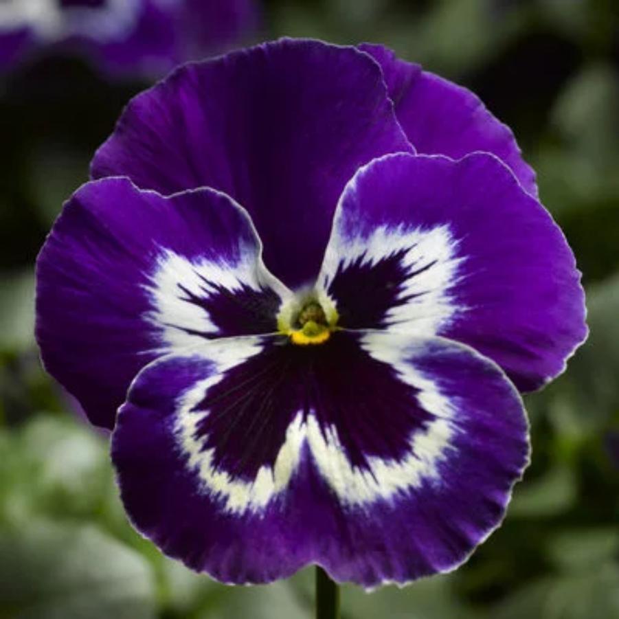 Pansy Delta Pro Violet & White 