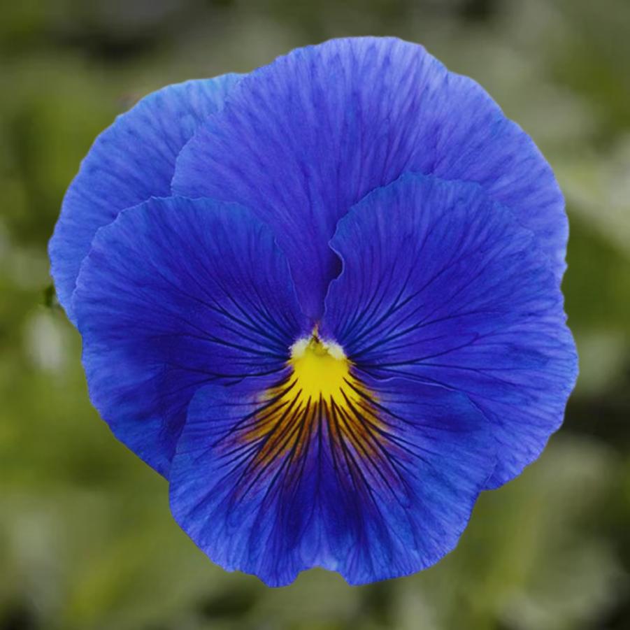 Pansy Inspire Plus True Blue 