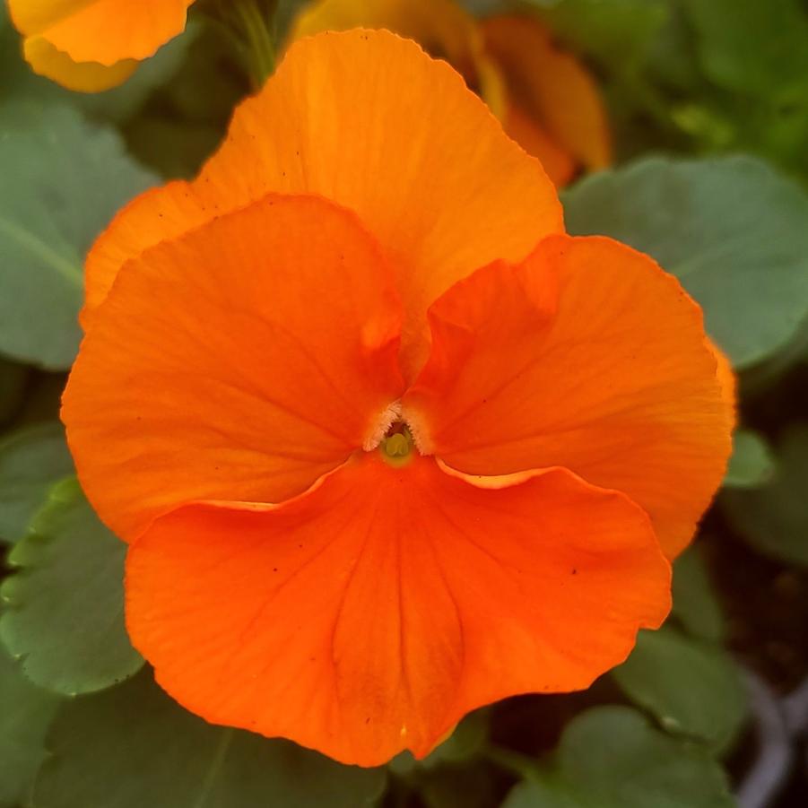 Pansy Inspire Plus Orange 