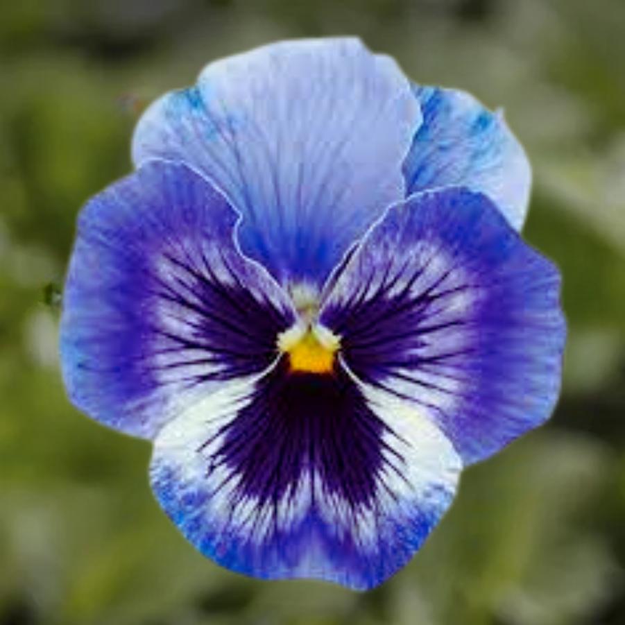 Pansy Inspire Plus Marina 