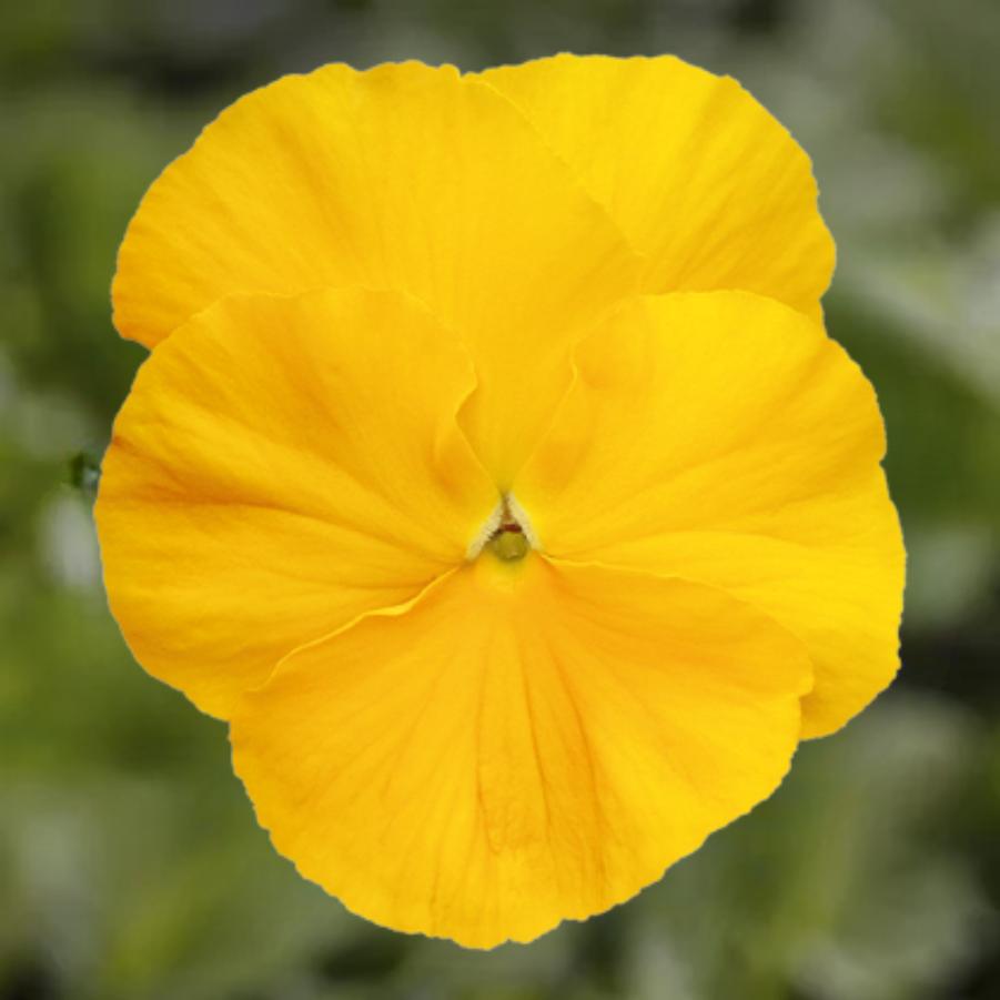 Pansy Inspire Plus Lemon 