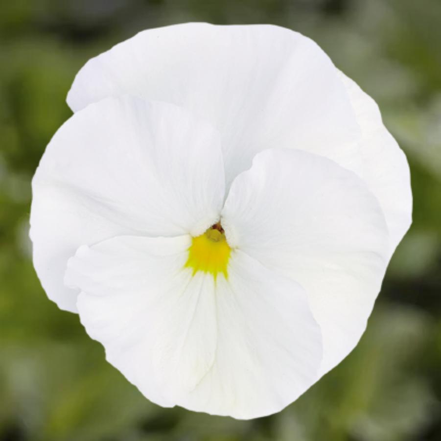 Pansy Inspire Plus White 