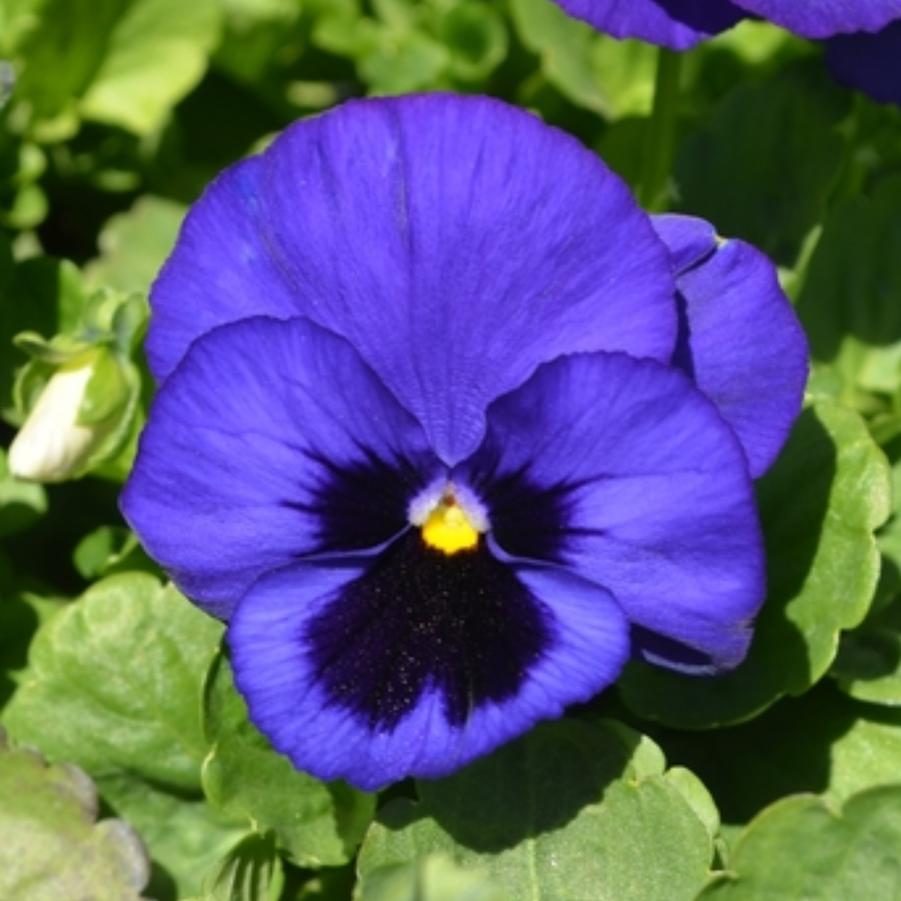 Pansy Inspire Plus Blue Blotch 