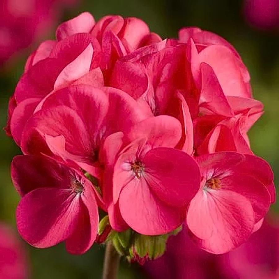 Seed Geranium Pinto Premium Deep Rose 