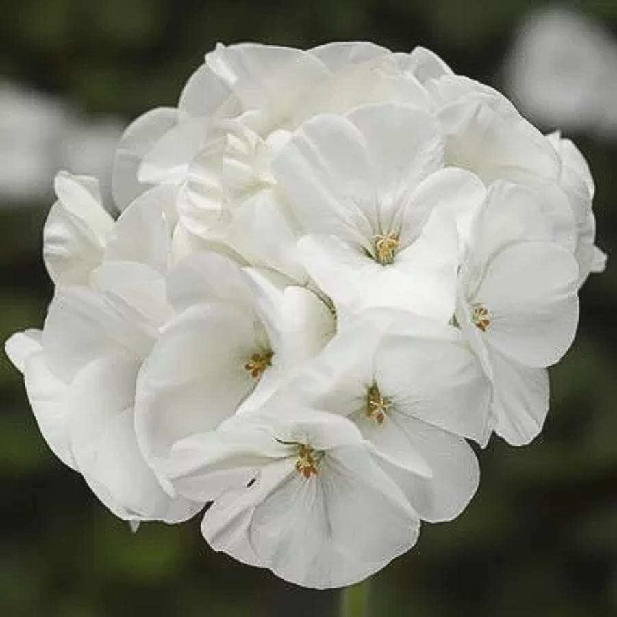 Seed Geranium Pinto Premium White 