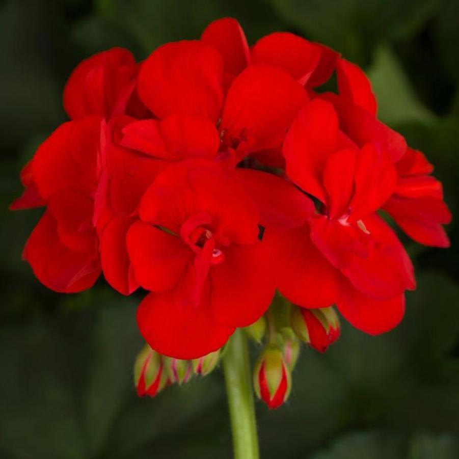 Zonal Geranium Americana Bright Red 