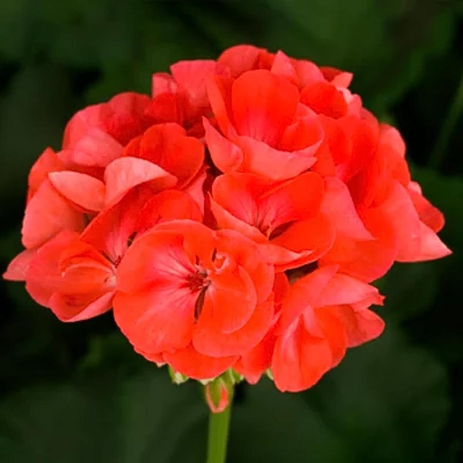 Zonal Geranium Americana Dark Salmon 