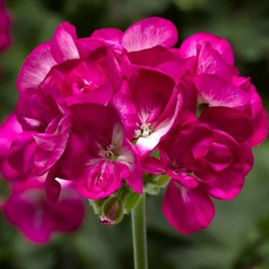 Zonal Geranium Americana Violet Ice 